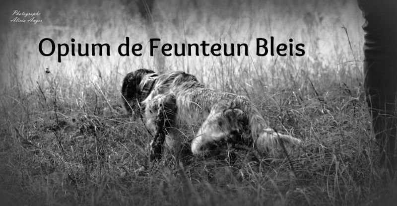 Des Berges De L'illet - Opium de Feunteun Bleis sur bécasse