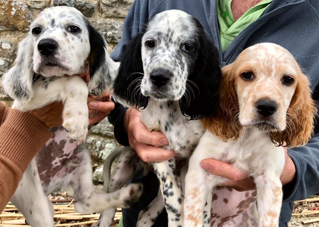 Des Berges De L'illet - Chiots de Ghandi et Milka (35)