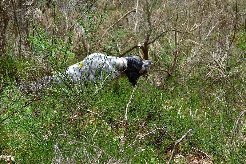 Des Berges De L'illet - Vidéo chasse bécasse