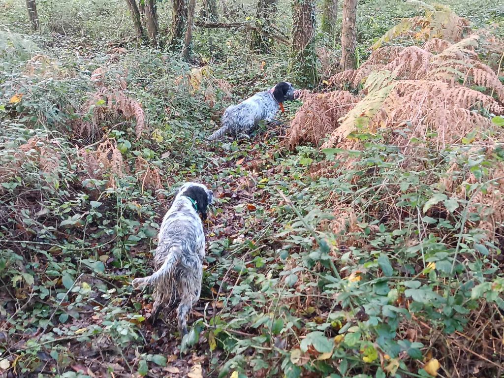 Des Berges De L'illet - Opium et sa fille Rimelle sur bécasse