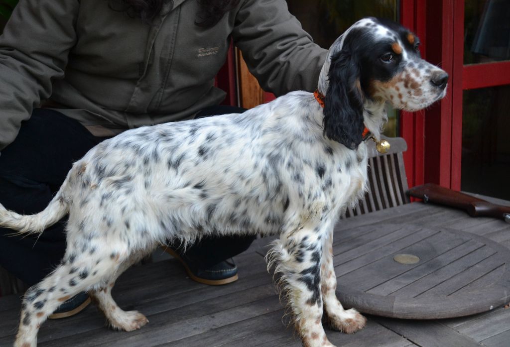 Des Berges De L'illet - opale I (Lola du Champ de la Patience x Ghandi du Val Livenne)