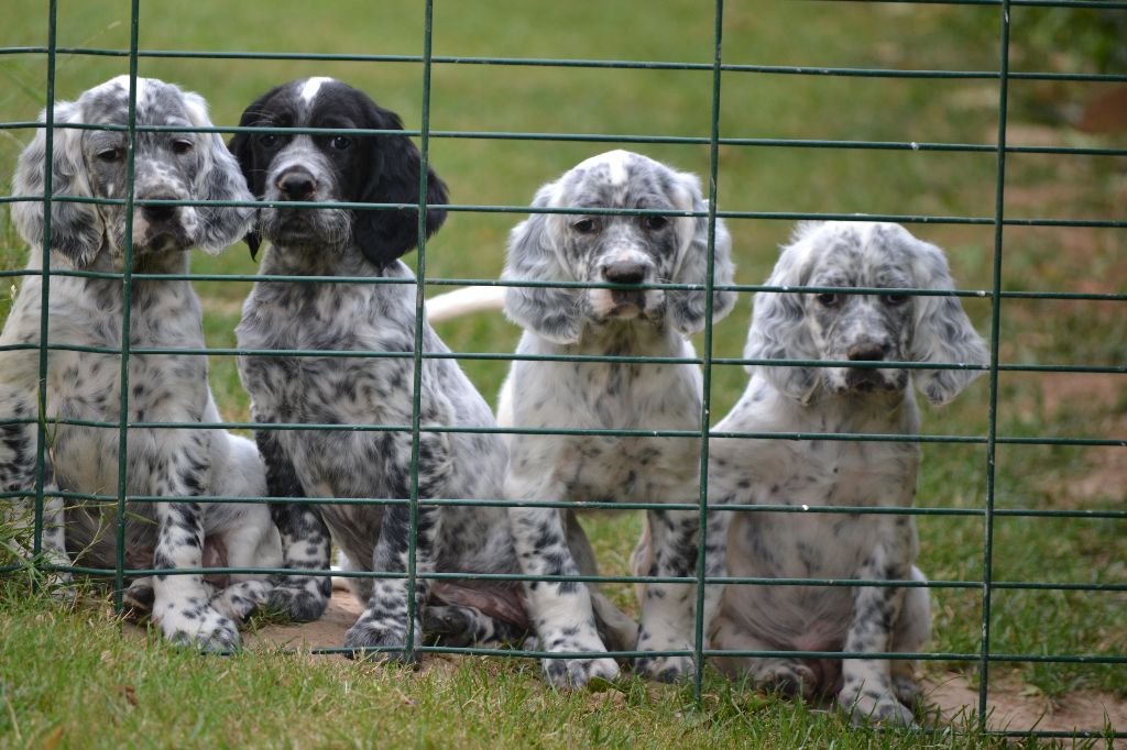 Des Berges De L'illet - Chiots Recommandée Jazzy des BI x Opium de feunteun Bleis