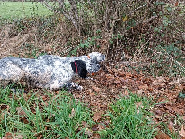 Des Berges De L'illet - chasse pratique