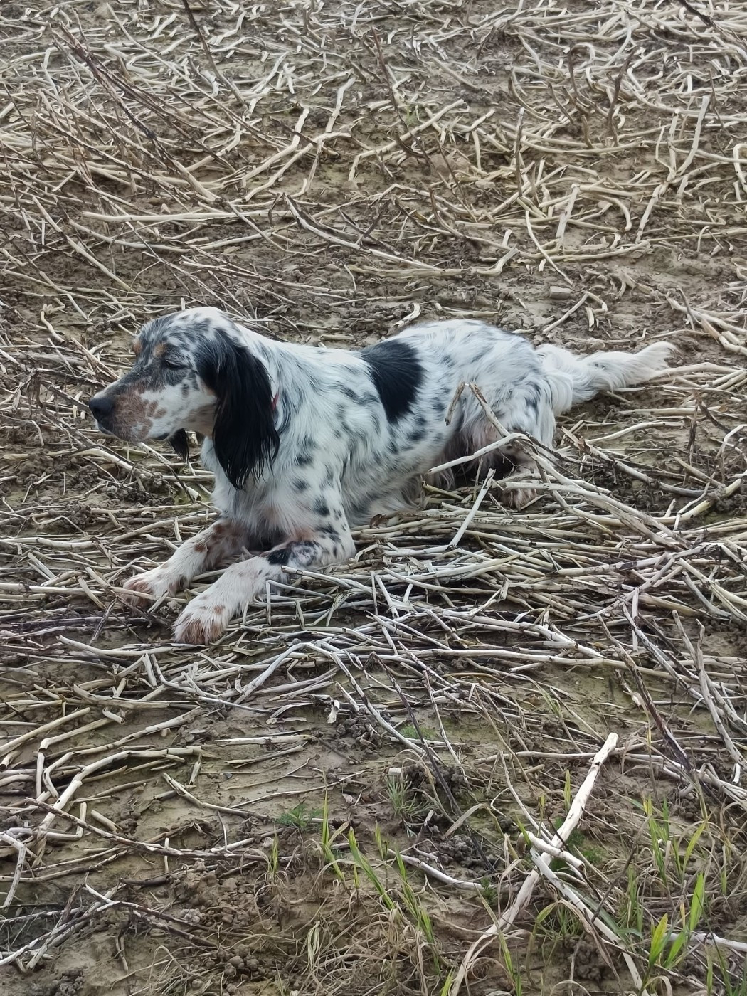 TR. Sisko Des Bords De Cisse