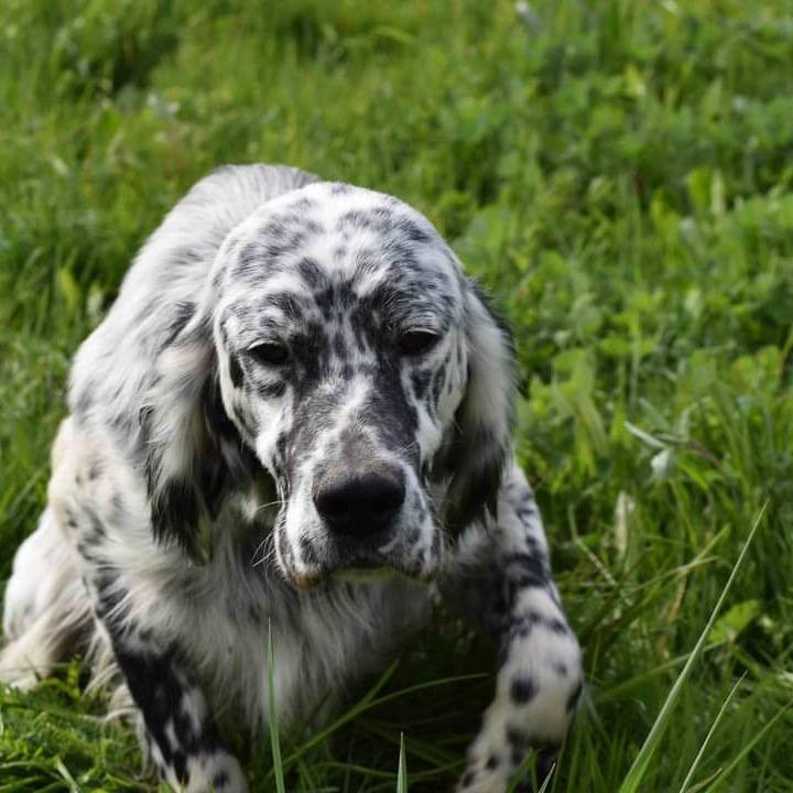 Des Berges De L'illet - Shimère du Bois Hamon x Sham des Miroirs de haute Sève