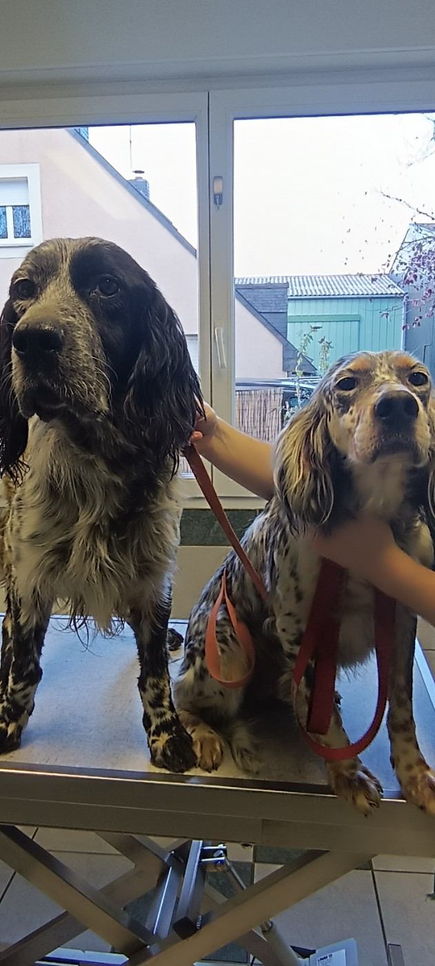 Shimère du Bois Hamon x Opium de Feunteun Bleis