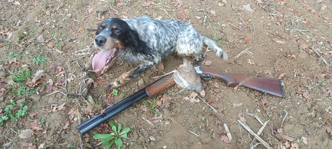 serbia des Berges de l'Illet sur perdreaux