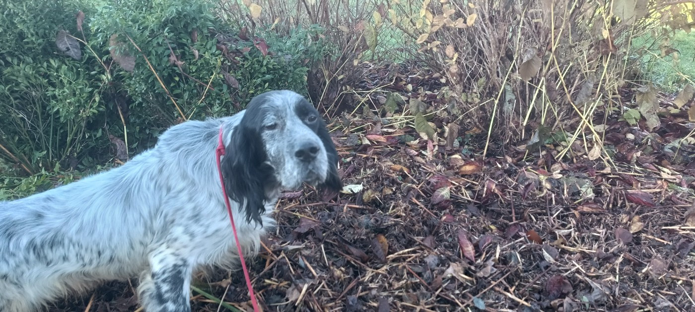 Régionale d'Elevage Bretonne 2025