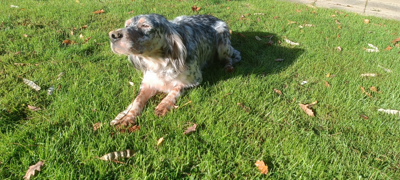 Shimère : gestation confirmée