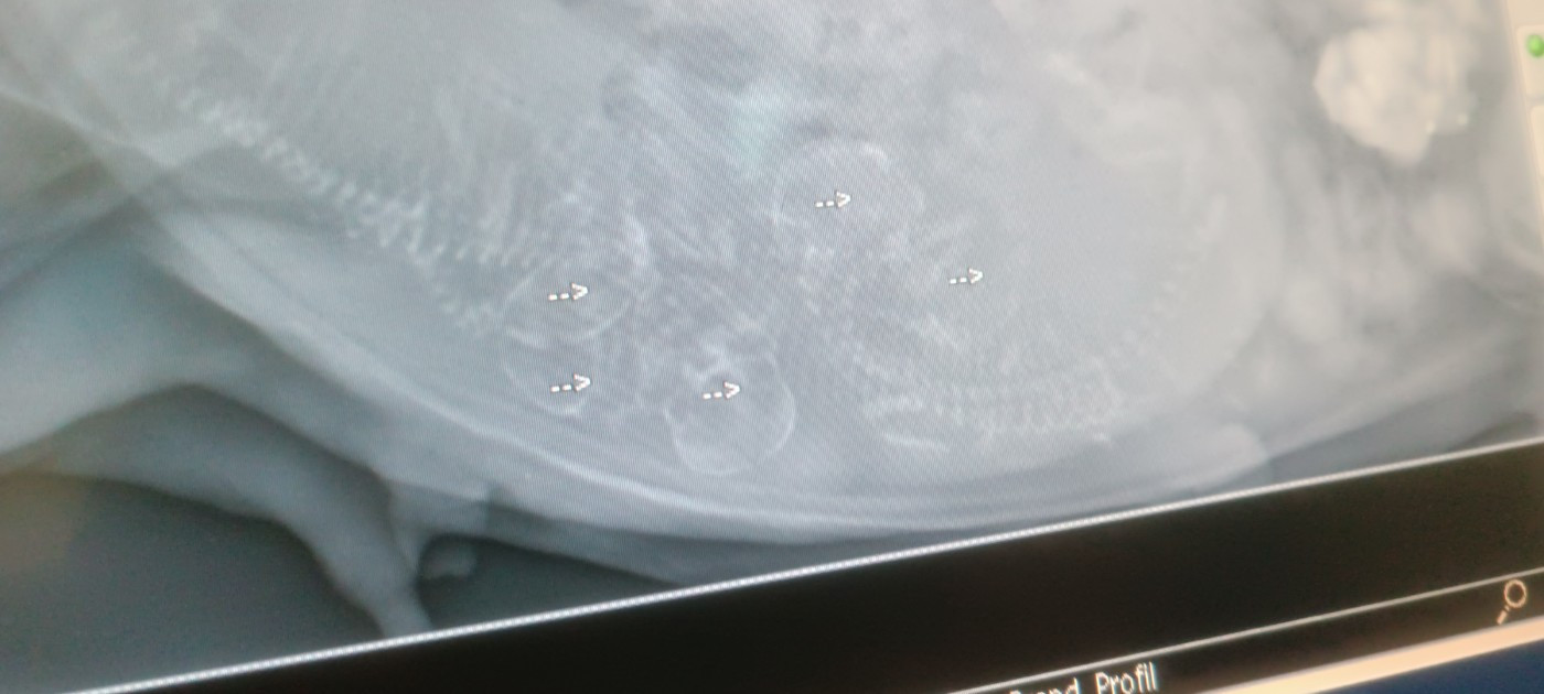 Radio pré mise bas Shimère