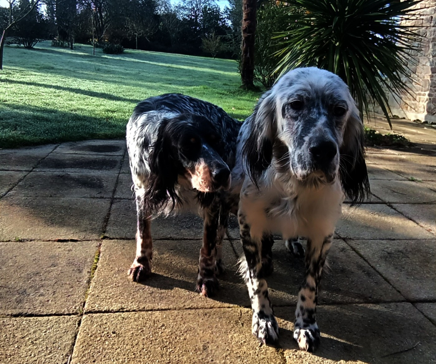 Des Berges De L'illet - Serbia des Berges de l'Illet x Sham des Miroirs de haute Sève