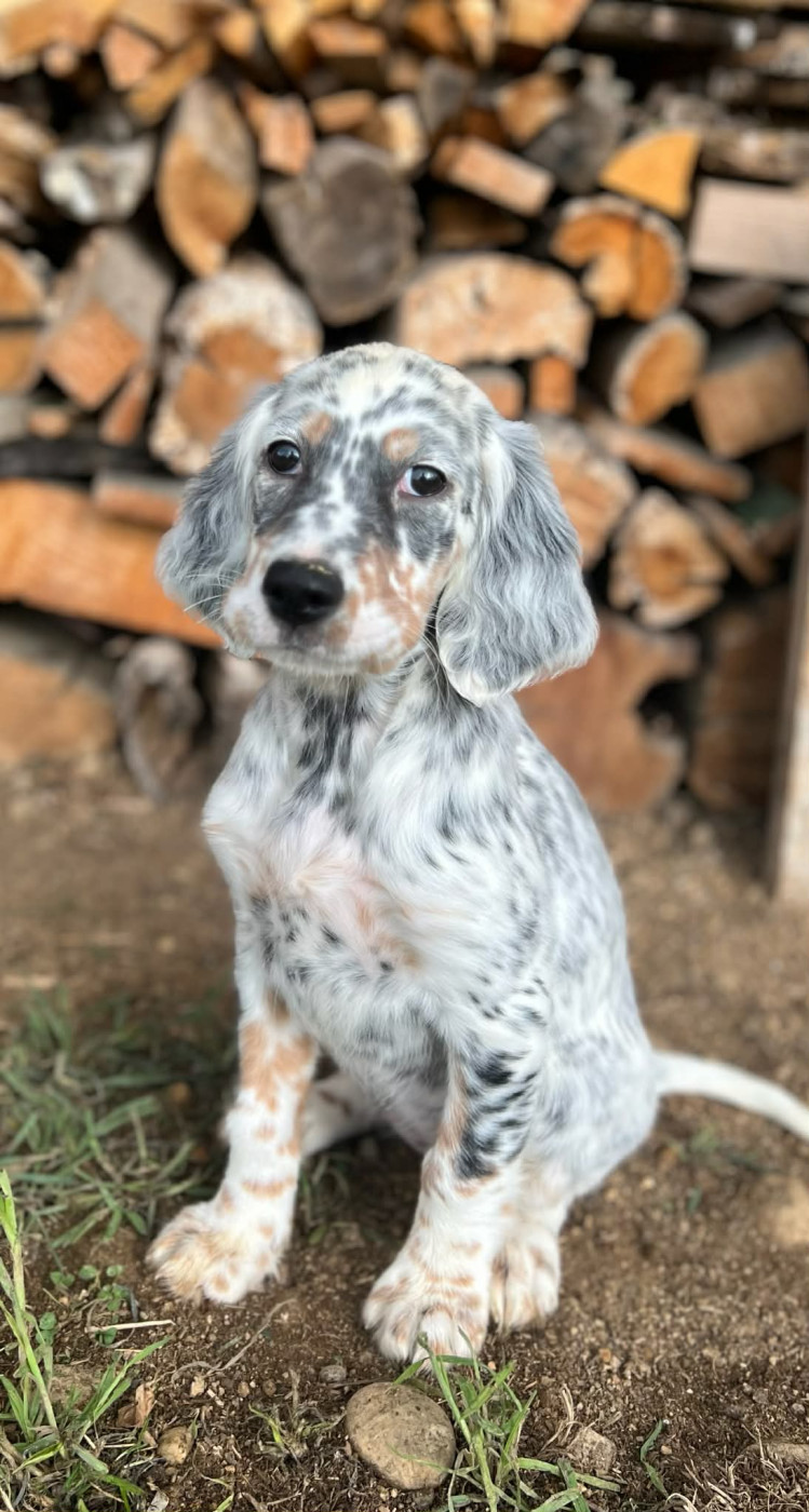 Nouvelles des chiots 2026