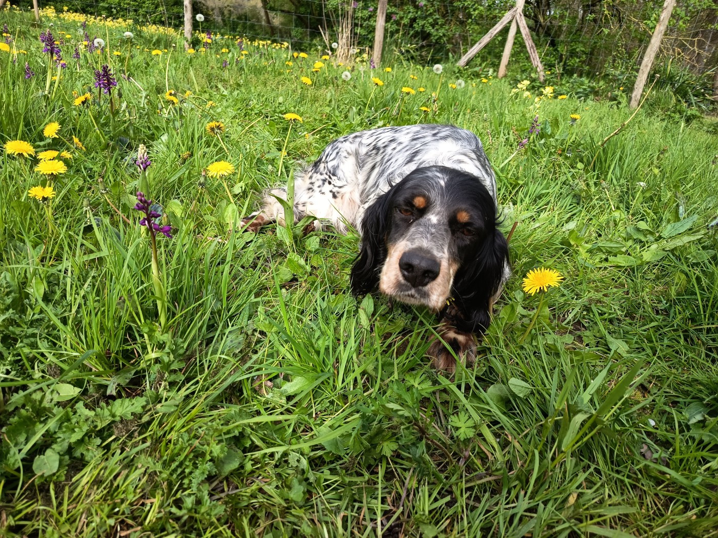 Gestation Serbia des Berges de l'Illet