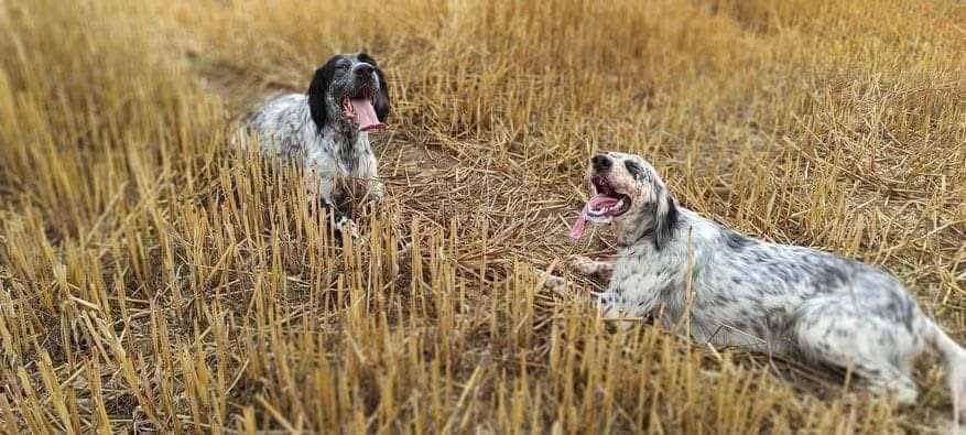 Saillie/Portée 2025-2026