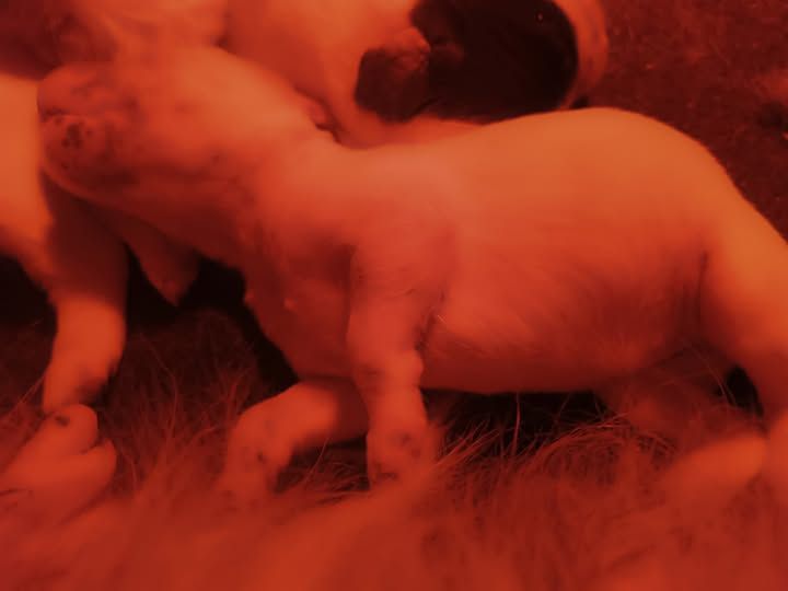 1 semaine pour la portée Shimère x Opium