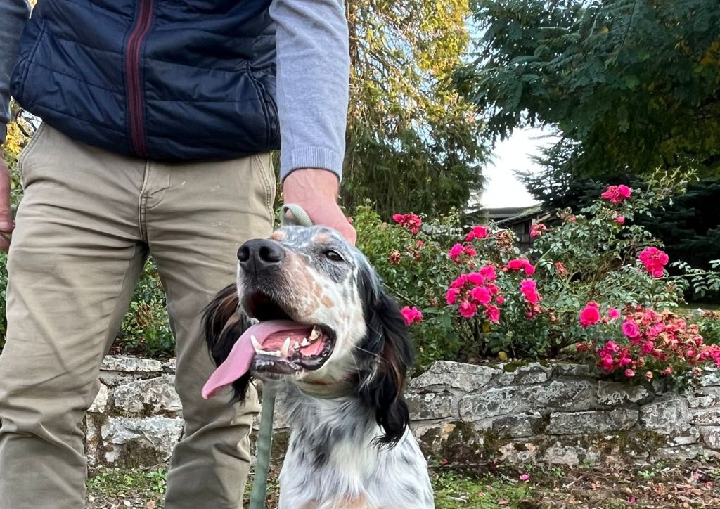 Sisko, nouvel étalon au Berges de l'Illet