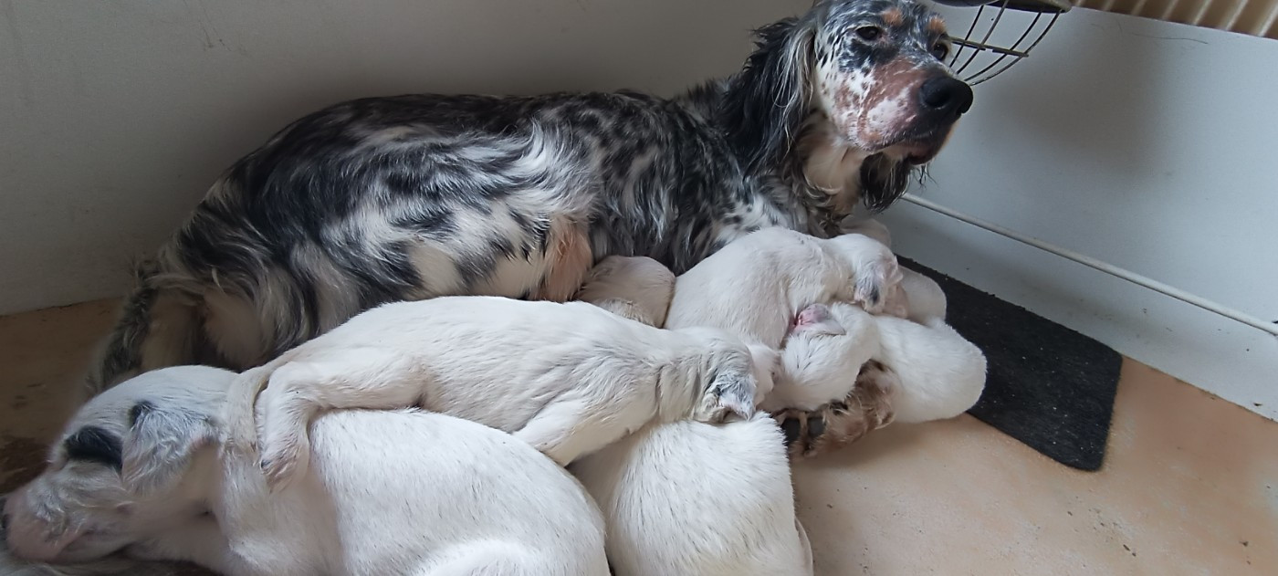 Des Berges De L'illet - Setter Anglais - Portée née le 08/01/2026