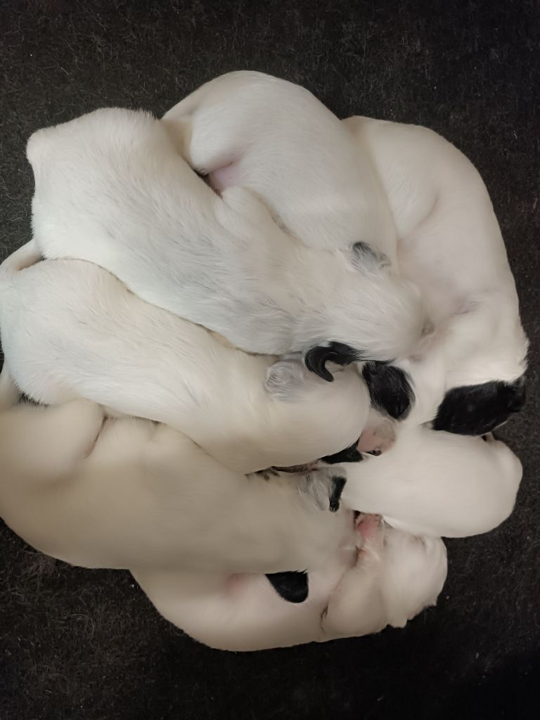 Des Berges De L'illet - Chiots disponibles - Setter Anglais