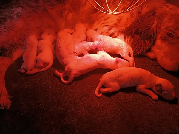 Des Berges De L'illet - Chiots disponibles - Setter Anglais