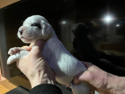 B.........des Berges de l'Illet