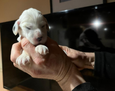 B.........des Berges de l'Illet