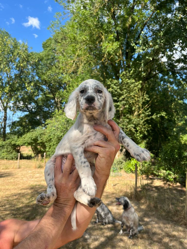 Des Berges De L'illet - Chiots disponibles - Setter Anglais